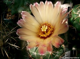 Coryphantha asterias